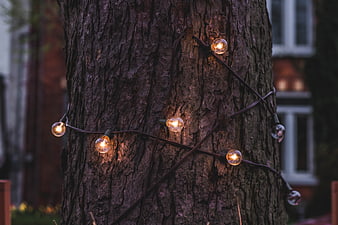 Warm String Lights Wrapped Around Tree Trunk at Dusk