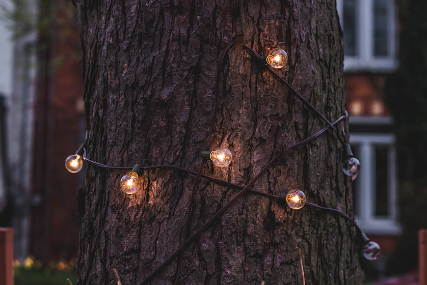 Warm String Lights Wrapped Around Tree Trunk at Dusk