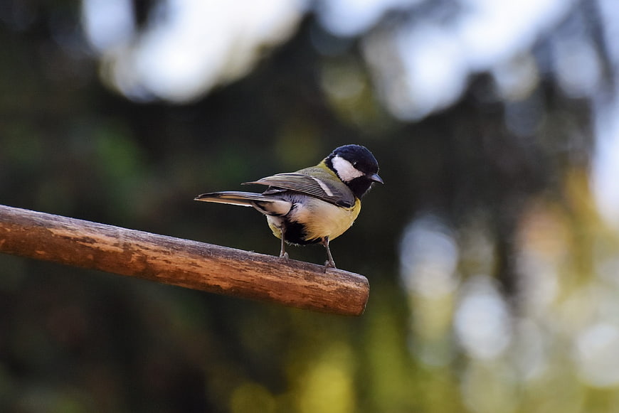 Great Tit Bird Perched on Wooden Branch in Nature