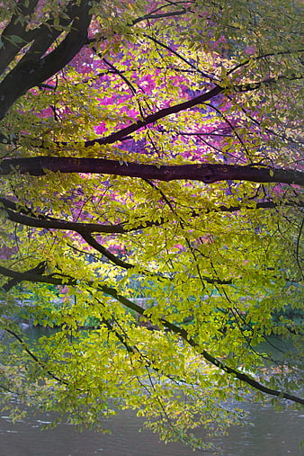 Vibrant Green Tree Branches Over Water With Purple Blossoms