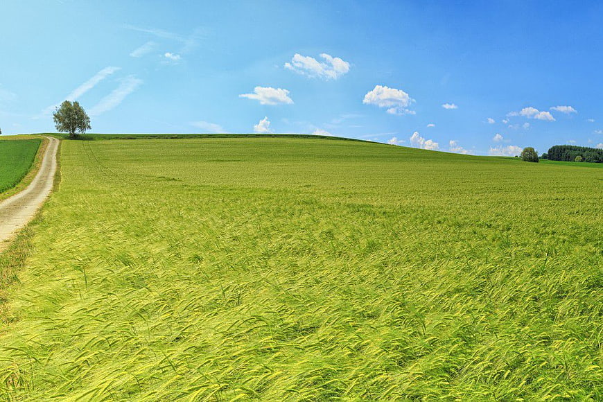 Vibrant Green Wheat Field with Dirt Path and Blue Sky