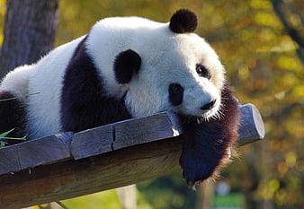Giant Panda Resting On Wooden Platform In Autumn Sunlight