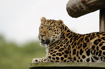 Leopard resting on wooden platform with blurred background