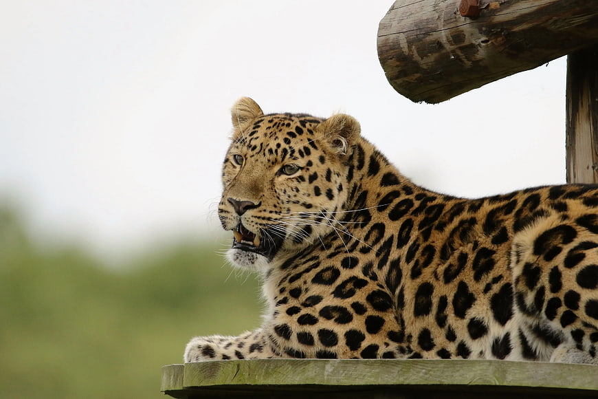 Leopard resting on wooden platform with blurred background