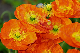 Vibrant Orange Poppies Close-Up with Yellow Stamens