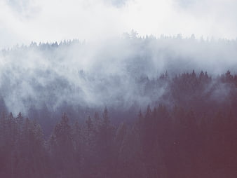 Misty Pine Forest Landscape with Foggy Mountain Hills