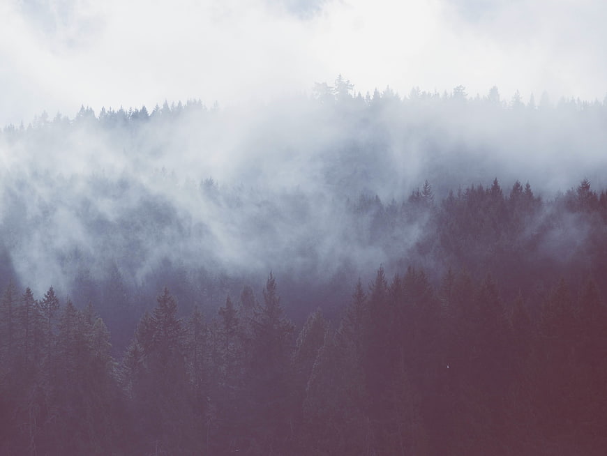 Misty Pine Forest Landscape with Foggy Mountain Hills