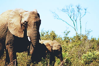 African Elephant and Calf in Savanna Grassland