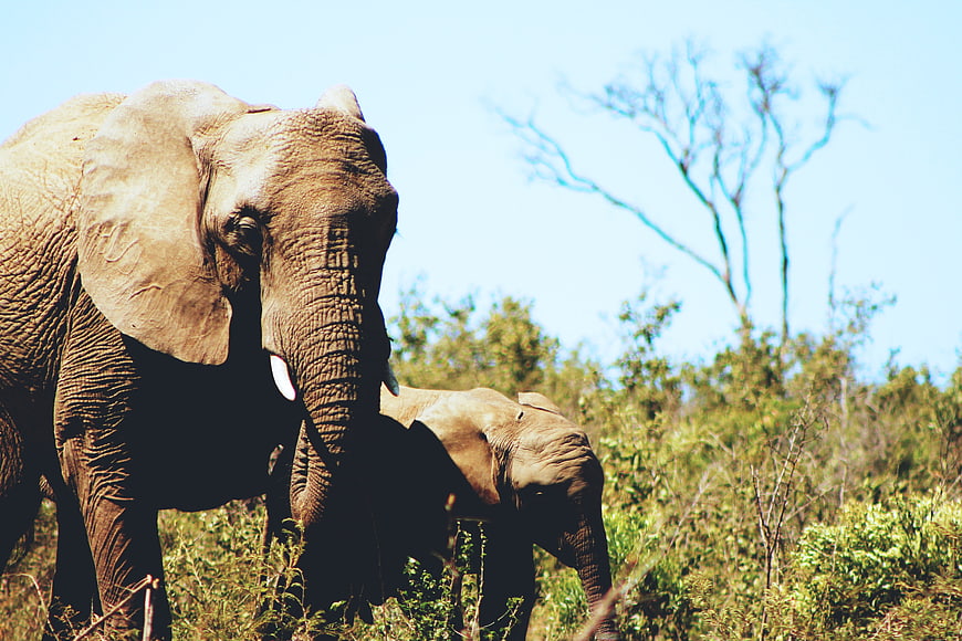African Elephant and Calf in Savanna Grassland