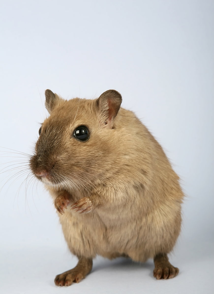 Cute brown gerbil standing on white background