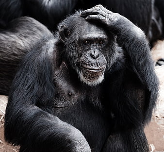 Portrait of a contemplative chimpanzee resting hand on head