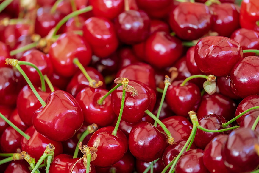 Close-up of fresh ripe red cherries with green stems