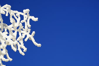 White Hoarfrost Branches Against Deep Blue Sky