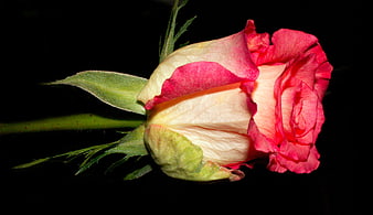 Pink and White Rose Bud on Black Background