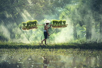 Farmer Carrying Rice Seedlings in Misty Paddy Field