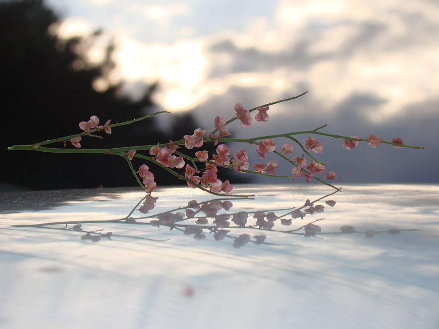 Pink Flower Branch Reflected on Wet Surface at Sunset