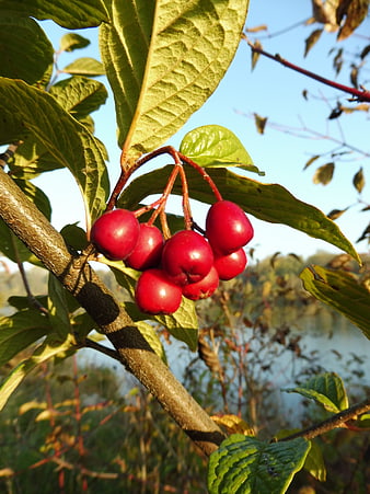 Close-up of Red Cotoneaster Berries on Branch