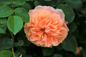 Close-up of a vibrant peach rose with green leaves