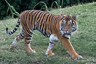 Bengal Tiger Walking on Grassy Slope in Natural Habitat