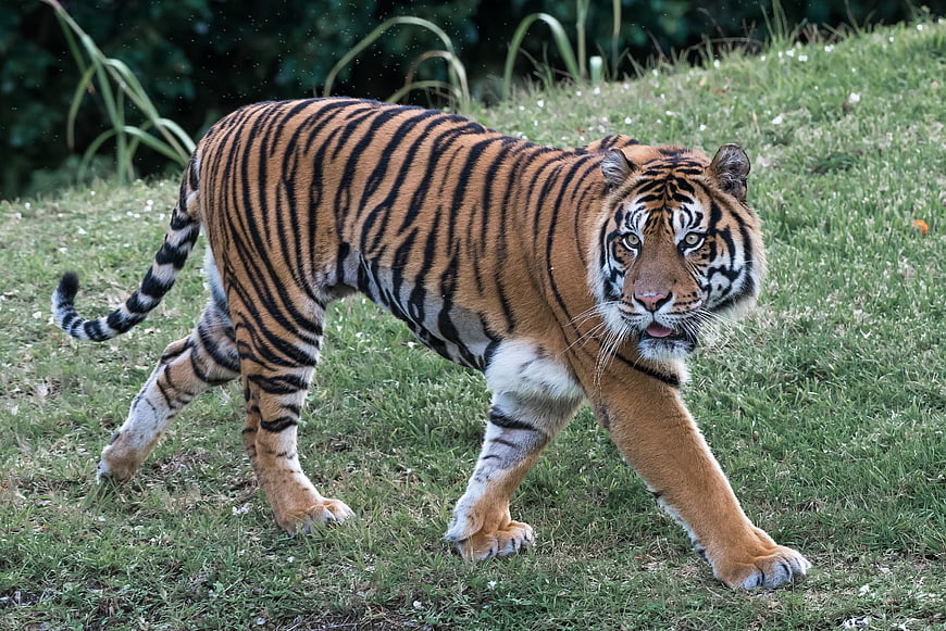 Bengal Tiger Walking on Grassy Slope in Natural Habitat