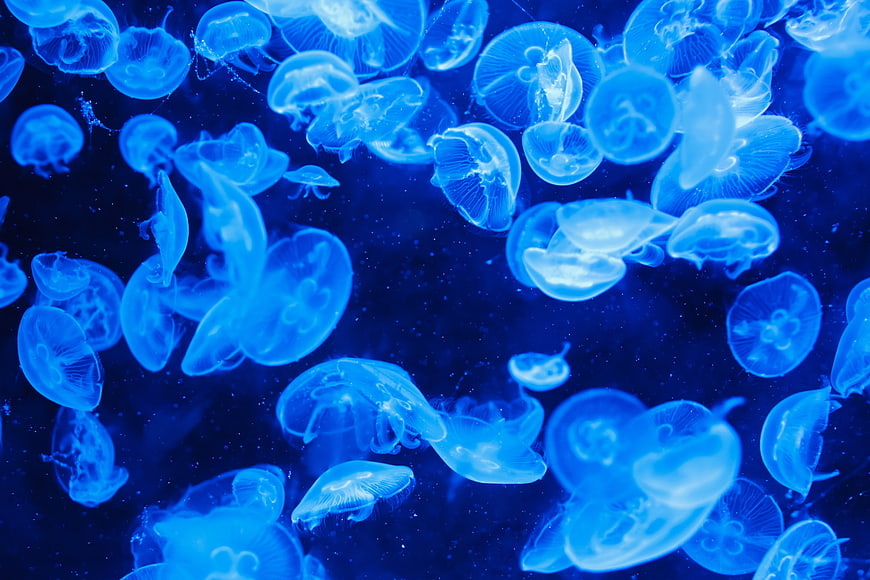 Blue Glowing Jellyfish Underwater Background