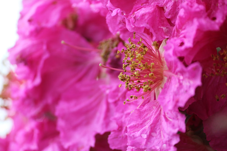Close-up of vibrant pink crepe myrtle flower with yellow stamens