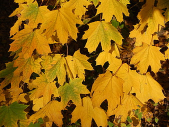 Close-up of yellow maple leaves in autumn sunlight