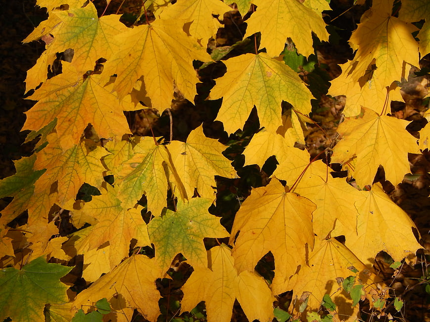 Close-up of yellow maple leaves in autumn sunlight