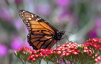 Monarch Butterfly on Red Yarrow Flowers
