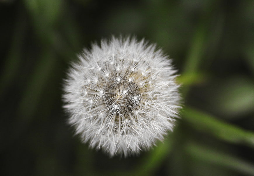 Close-up of a white dandelion seed head on green background