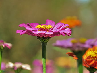 Close-up of a vibrant pink zinnia flower with yellow center