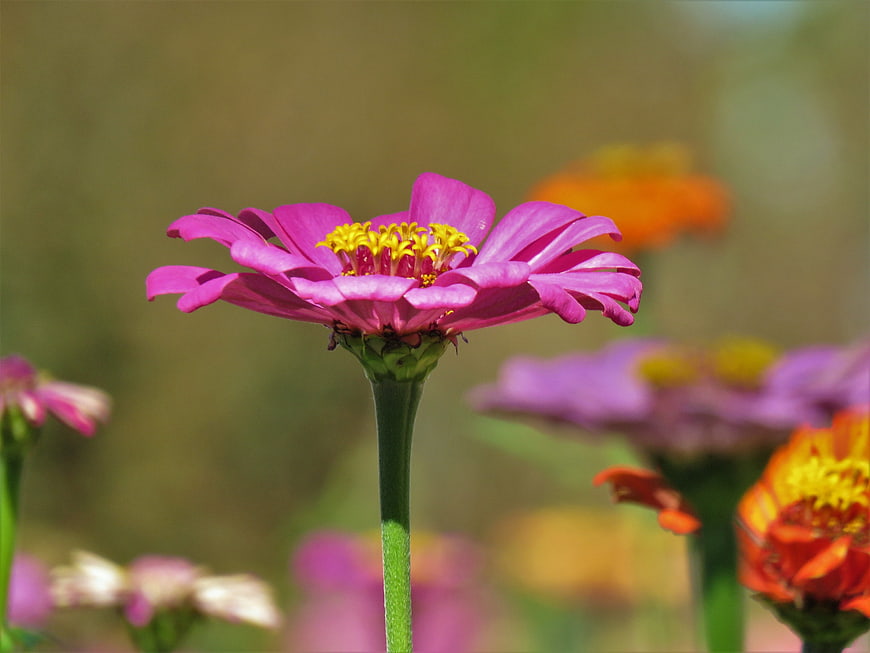 Close-up of a vibrant pink zinnia flower with yellow center