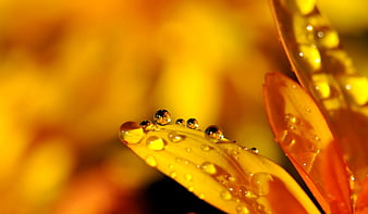 Macro photography of water droplets on yellow flower petals