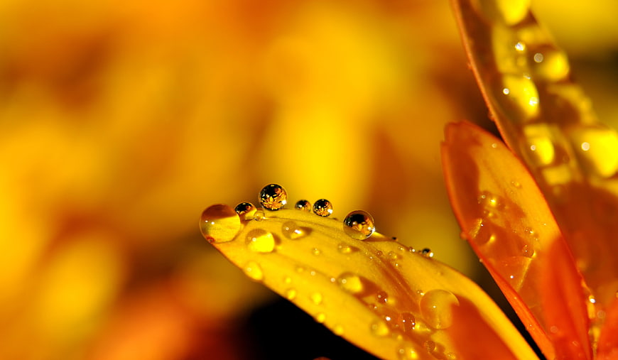 Macro photography of water droplets on yellow flower petals
