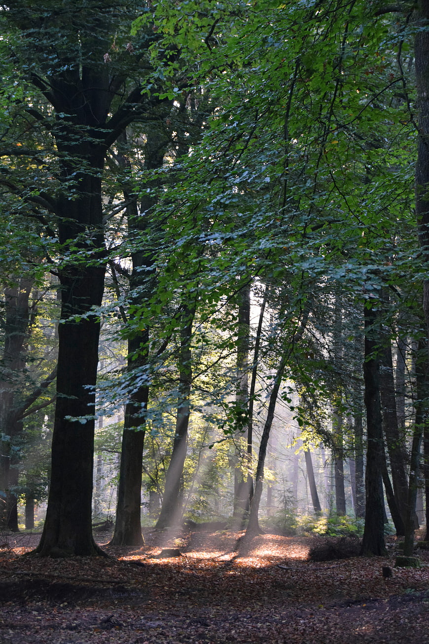 Sunbeams streaming through misty green forest trees