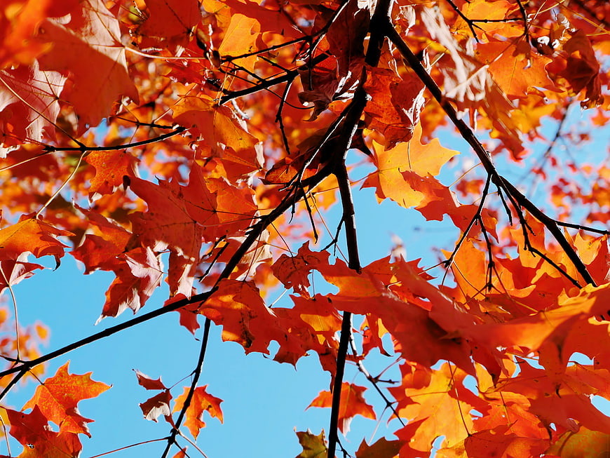 Vibrant Orange Maple Leaves Against Blue Sky