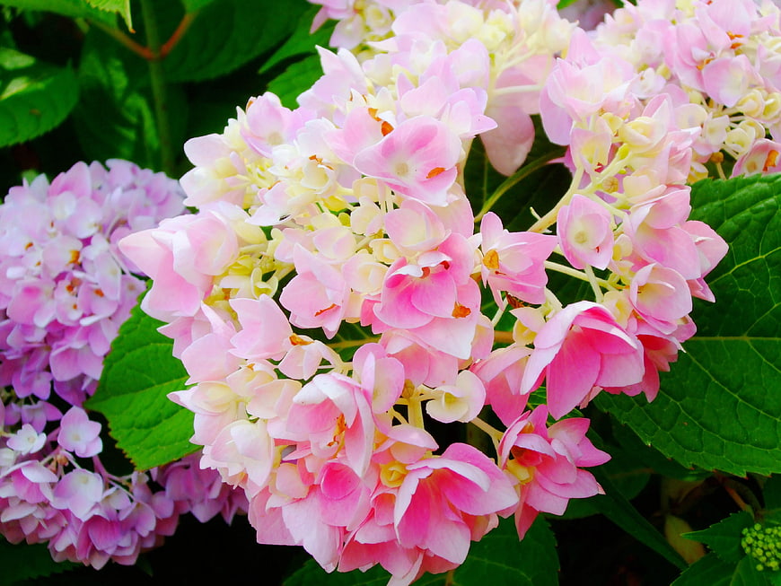 Close-up of pink and white hydrangea flowers with green leaves
