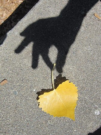 Shadow of hand reaching for yellow autumn leaf on concrete