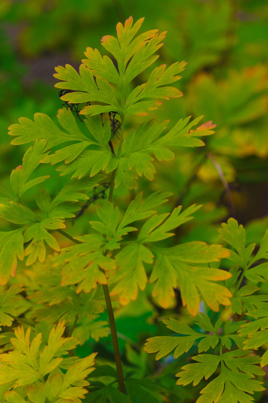 Close-up of Green and Yellow Fern Leaves in Nature