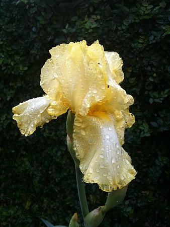 Yellow Iris Flower with Raindrops on Dark Green Background