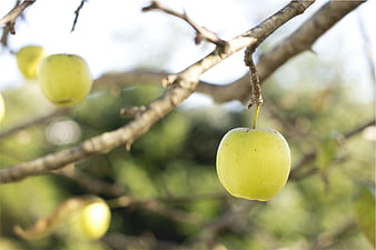 Fresh Green Apple Hanging on Tree Branch