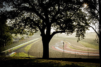 Silhouette of large tree overlooking misty race track