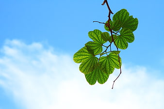 Green leaves on a branch against a blue sky