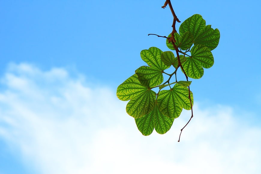 Green leaves on a branch against a blue sky