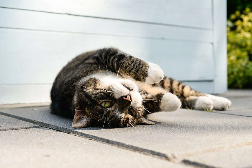 Playful Tabby Cat Rolling on Patio Deck