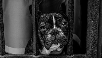 Sad French Bulldog Looking Through Metal Bars in Black and White