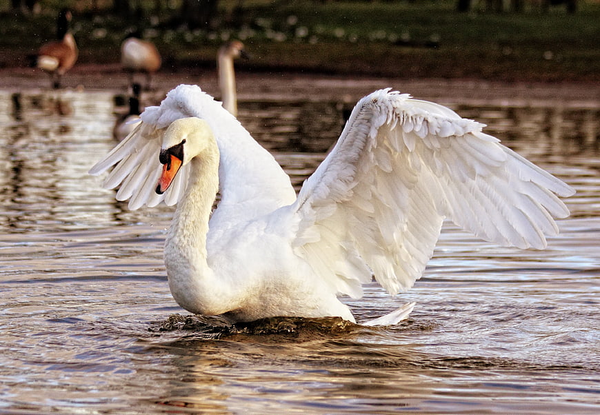 White Swan Spreading Wings on Lake Water