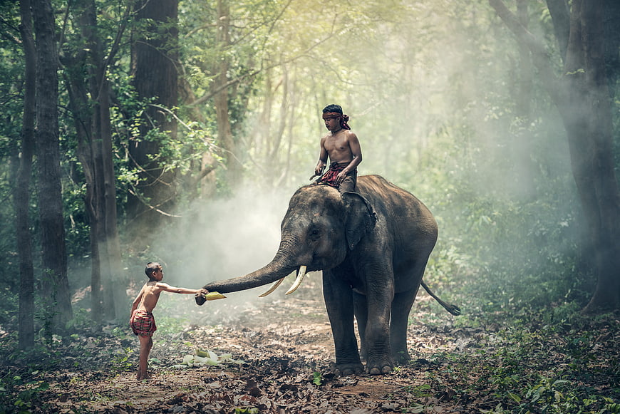 Asian Elephant Keeper and Child Feeding in Misty Jungle