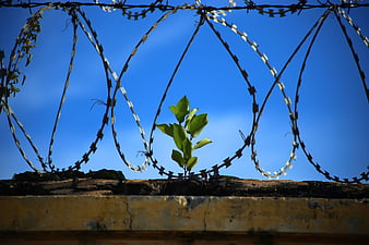 Green plant growing through barbed wire against blue sky