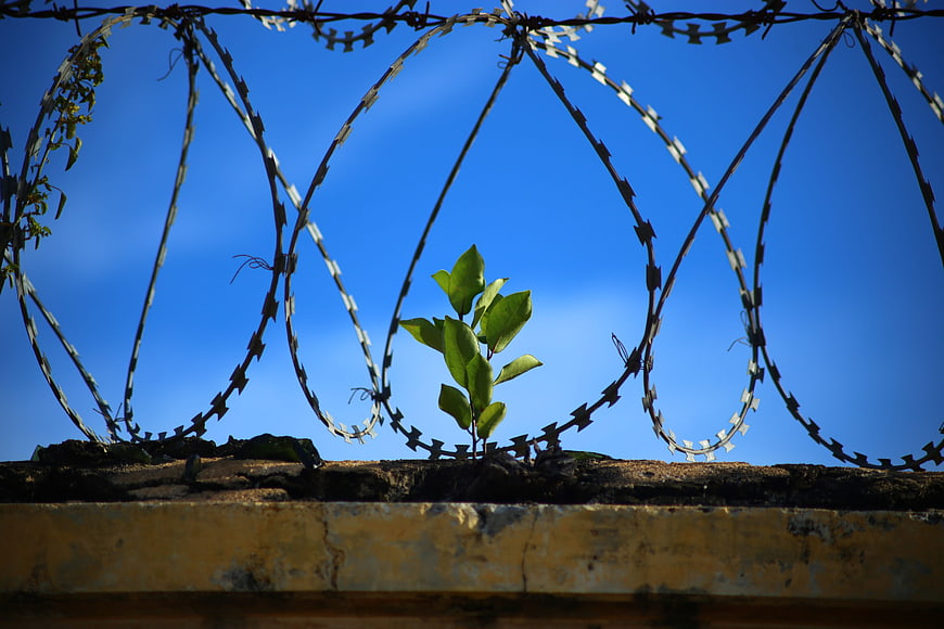 Green plant growing through barbed wire against blue sky